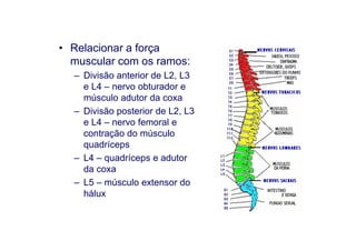 • Relacionar a força
muscular com os ramos:
– Divisão anterior de L2, L3
e L4 – nervo obturador e
músculo adutor da coxa
– Divisão posterior de L2, L3
e L4 – nervo femoral e
contração do músculo
quadríceps
– L4 – quadríceps e adutor
da coxa
– L5 – músculo extensor do
hálux
 