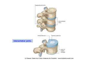 Intervertebral joints.
 
