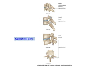 Zygapophysial joints.
 