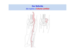 Dor Referida
da e para a Coluna Lombar
 