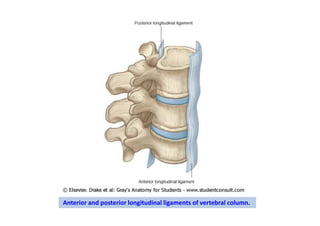 Anterior and posterior longitudinal ligaments of vertebral column.
 