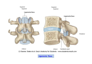 Ligamenta flava.
 