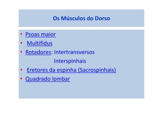 Os Músculos do Dorso
• Psoas maior
• Multifidus
• Rotadores: Intertransversos
Interspinhais
• Eretores da espinha (Sacrospinhais)
• Quadrado lombar
 