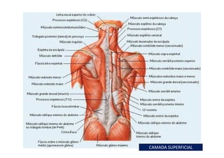 figura
08/12/2015 Dr. José Heitor M. Fernandes 59
CAMADA SUPERFICIAL
 