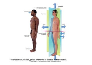 figura
The anatomical position, planes and terms of location and orientation.
 