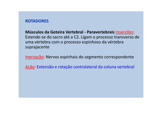 ROTADORES
Músculos da Goteira Vertebral - Paravertebrais Inserções:
Estende-se do sacro até a C2. Ligam o processo transverso de
uma vértebra com o processo espinhoso da vértebra
suprajacente
Inervação: Nervos espinhais do segmento correspondente
Ação: Extensão e rotação contralateral da coluna vertebral
 