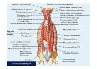 figura
08/12/2015 Dr. José Heitor M. Fernandes 62
CAMADA INTERMÉDIA
 