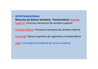 • INTERTRANSVERSAIS
Músculos da Goteira Vertebral - Paravertebrais Inserção
Superior: Processo transverso da vértebra superior
Inserção Inferior: Processo transverso da vértebra inferior
Inervação: Nervos espinhais do segmento correspondente
Ação: Inclinação homolateral da coluna vertebral
 