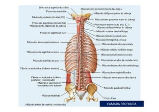 figura
08/12/2015 Dr. José Heitor M. Fernandes 64
CAMADA PROFUNDA
 