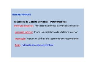 INTERESPINHAIS
Músculos da Goteira Vertebral - Paravertebrais
Inserção Superior: Processo espinhoso da vértebra superior
Inserção Inferior: Processo espinhoso da vértebra inferior
Inervação: Nervos espinhais do segmento correspondente
Ação: Extensão da coluna vertebral
 