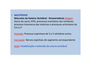 • MULTÍFIDOS
Músculos da Goteira Vertebral - Paravertebrais Origem:
Dorso do sacro, EIPS, processos mamilares das lombares,
processo transverso das torácicas e processos articulares da
C4 à C7
Inserção: Processo espinhoso de 3 a 5 vértebras acima
Inervação: Nervos espinhais do segmento correspondente
Ação: Estabilização e extensão da coluna vertebral
 