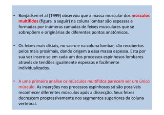 • Bonjadsen et al (1999) observou que a massa muscular dos músculos
multífidos (figura a seguir) na coluna lombar são espessas e
formadas por inúmeras camadas de feixes musculares que se
sobrepõem e originárias de diferentes pontos anatômicos.
• Os feixes mais distais, no sacro e na coluna lombar, são recobertos
pelos mais proximais, dando origem a essa massa espessa. Esta por
sua vez insere-se em cada um dos processos espinhosos lombares
através de tendões igualmente espessos e facilmente
individualizados.
• A uma primeira analise os músculos multífidos parecem ser um único
músculo. As inserções nos processos espinhosos só são possíveis
reconhecer diferentes músculos após a dissecção. Seus feixes
decrescem progressivamente nos segmentos superiores da coluna
vertebral.
 