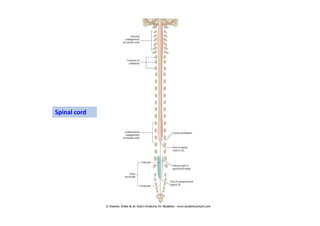 Spinal cord
 