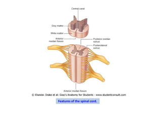 Features of the spinal cord.
 
