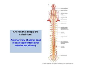 Arteries that supply the
spinal cord.
Anterior view of spinal cord
(not all segmental spinal
arteries are shown).
 