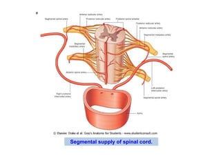 Segmental supply of spinal cord.
 