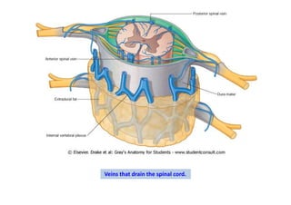 Veins that drain the spinal cord.
 
