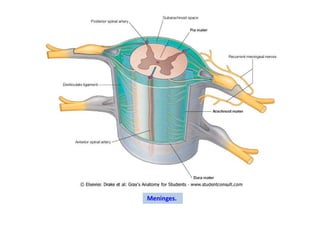 Meninges.
 