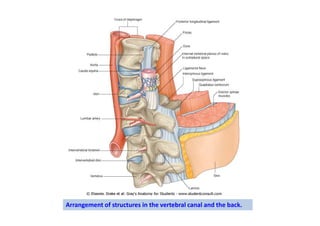 Arrangement of structures in the vertebral canal and the back.
 