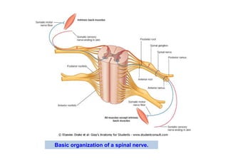 Basic organization of a spinal nerve.
 