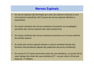 Nervos Espinais
• Os nervos espinais são formados por uma raiz anterior (motora) e uma
raiz posterior (sensitiva). Há 31 pares de nervos espinais (direitos e
esquerdos).
• Os corpos celulares dos nervos sensitivos encontram-se nos gânglios
sensitivos dos nervos espinais das raízes posteriores.
• Os corpos celulares dos nervos motores encontram-se no corno anterior
da medula espinal.
• As raízes dos nervos espinais deixam a coluna vertebral através dos
forames intervertebrais (abaixo dos pedículos dos arcos vertebrais);
• Os nervos C1-C7 saem acima dos níveis de suas vértebras, os nervos C8-L5
saem abaixo dos níveis de suas vértebras (C7 – sai por cima e C8 sai por
baixo da 7ª vétebra .
 