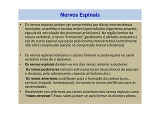 Nervos Espinais
• Os nervos espinais podem ser comprimidos por discos intervertebrais
herniados, osteófitos e tecidos moles hipertrofiados (ligamento amarelo,
cápsula da articulação dos processos articulares). Na região lombar da
coluna vertebral, o nervo “transverso” geralmente é afetado, enquanto a
raiz do nervo espinal que passa pelo forame intervertebral normalmente
não sofre compressão (exceto na compressão lateral a distância).
• Os nervos espinais lombares e sacrais formam a cauda equina no canal
vertebral antes de o deixarem.
• Os nervos espinais dividem-se em dois ramos: anterior e posterior.
Os ramos posteriores inervam estruturas locais (musculatura do pescoço
e do dorso, pele sobrejacente, cápsulas articulares,etc.).
Os ramos anteriores contribuem para a formação dos plexos (p.ex.,
cervical, braquial, lombossacral), tornando-se nervos periféricos para as
extremidades.
• Geralmente nos referimos aos ramos anteriores dos nervos espinais como
“raízes nervosas”. Essas raízes juntam-se para formar os diversos plexos.
 