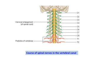 Course of spinal nerves in the vertebral canal
 
