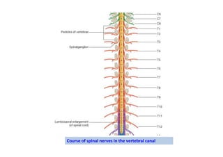 Course of spinal nerves in the vertebral canal
 