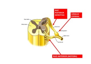 RAIZ ANTERIOR (MOTORA)
GÂNGLIO
ESPINHAL
RAIZ
POSTERIOR
(SENSITIVA)
 