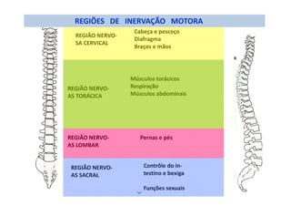 REGIÃO NERVO-
SA CERVICAL
Cabeça e pescoço
Diafragma
Braços e mãos
REGIÃO NERVO-
AS TORÁCICA
Músculos torácicos
Respiração
Músculos abdominais
REGIÃO NERVO-
AS LOMBAR
Pernas e pés
REGIÃO NERVO-
AS SACRAL
Contrôle do in-
testino e bexiga
Funções sexuais
REGIÕES DE INERVAÇÃO MOTORA
 