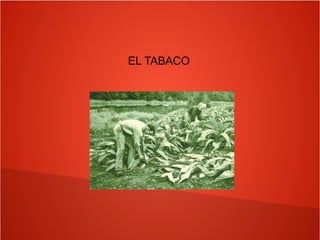 EL TABACO