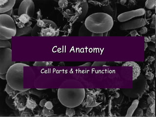 Cell Anatomy
Cell Parts & their Function

 