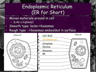 U7 cell anatomy | PPT