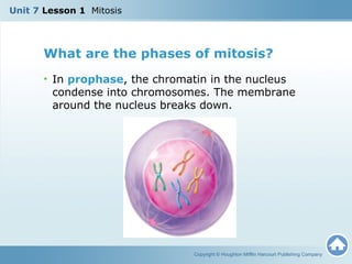 U7 L1 Mitosis | PPT
