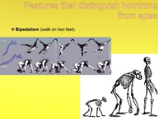  Bipedalism (walk on two feet).
 
