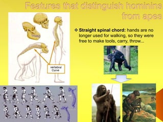  Straight spinal chord: hands are no
longer used for walking, so they were
free to make tools, carry, throw...
 
