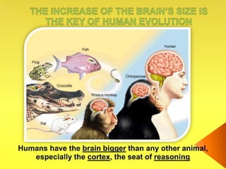 Humans have the brain bigger than any other animal,
especially the cortex, the seat of reasoning
 