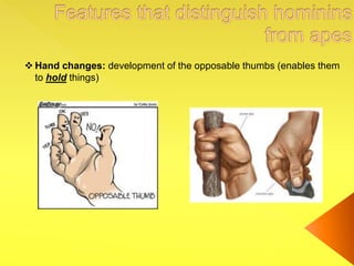  Hand changes: development of the opposable thumbs (enables them
to hold things)
 