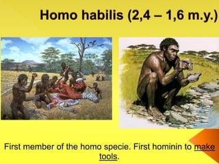 First member of the homo specie. First hominin to make
tools.
 