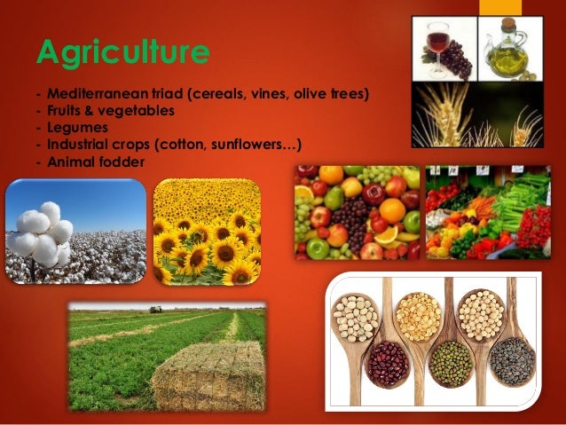 Agriculture
- Mediterranean triad (cereals, vines, olive trees)
- Fruits & vegetables
- Legumes
- Industrial crops (cotton...