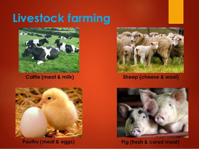 Livestock farming
Cattle (meat & milk) Sheep (cheese & wool)
Pig (fresh & cured meat)Poultry (meat & eggs)
 