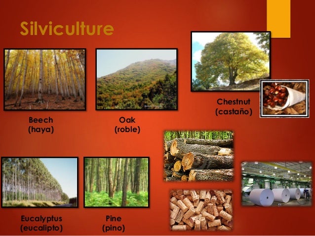 Silviculture
Beech
(haya)
Oak
(roble)
Eucalyptus
(eucalipto)
Chestnut
(castaÃ±o)
Pine
(pino)
 