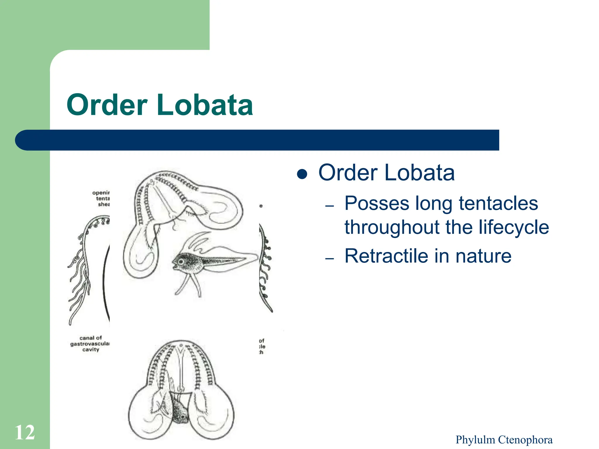 Phylum_Ctenophora-ctenophora-ctenophora.ppt