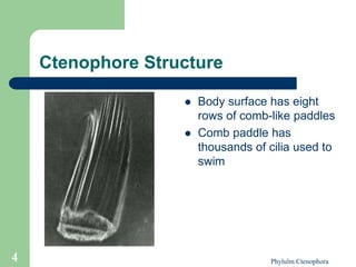 Ctene Rows Phylum_Ctenophora-ctenophora-ctenophora.ppt