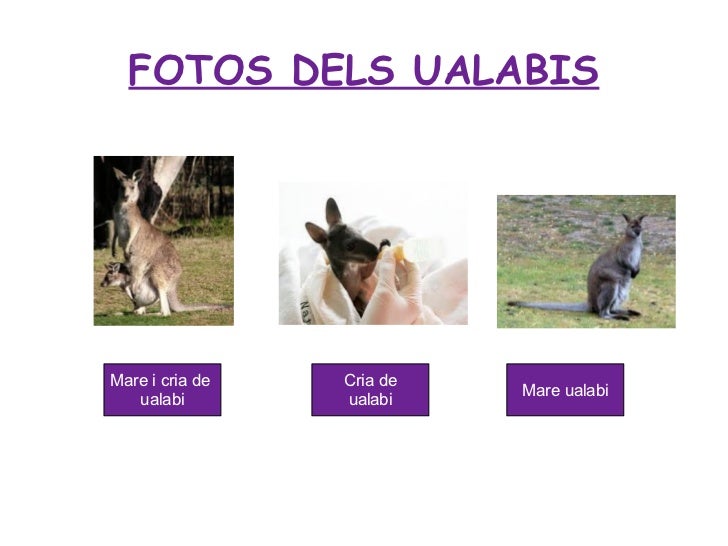 Ualabi