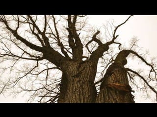 Urban Ashes Fine Photo Frames