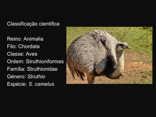 Classificação científica

Reino: Animalia
Filo: Chordata
Classe: Aves
Ordem: Struthioniformes
Família: Struthionidae
Género: Struthio
Espécie: S. camelus
 