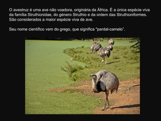 O avestruz é uma ave não voadora, originária da África. É a única espécie viva
da família Struthionidae, do género Struthio e da ordem das Struthioniformes.
São considerados a maior espécie viva de ave.

Seu nome científico vem do grego, que significa "pardal-camelo”.
 