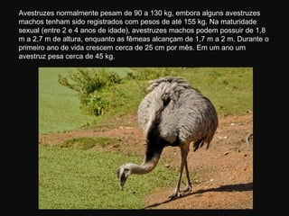 Avestruzes normalmente pesam de 90 a 130 kg, embora alguns avestruzes
machos tenham sido registrados com pesos de até 155 kg. Na maturidade
sexual (entre 2 e 4 anos de idade), avestruzes machos podem possuir de 1,8
m a 2,7 m de altura, enquanto as fêmeas alcançam de 1,7 m a 2 m. Durante o
primeiro ano de vida crescem cerca de 25 cm por mês. Em um ano um
avestruz pesa cerca de 45 kg.
 
