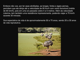 Embora não voe, por ter asas atrofiadas, as longas, fortes e ágeis pernas,
permitem que ele atinja até a velocidade de 80 km/h com vento favorável (média
de 65 km/h), pois em uma só passada cobre 4 a 5 metros. Além da velocidade
máxima, tem também uma resistência impressionante, podendo viajar a 70 km/h
durante 30 minutos.

Sua expectativa de vida é de aproximadamente 50 a 70 anos, sendo 20 a 30 anos
de vida reprodutiva.
 